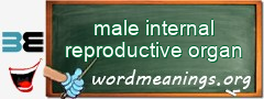 WordMeaning blackboard for male internal reproductive organ